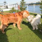 Flusskreuzfahrten mit Hund - Hundewiese auf dem Sonnendeck