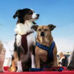 4 Hunde auf einem Flusskreuzfahrtschiff