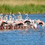 Flamingos in freier Wildbahn
