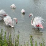flamingos in der camargue
