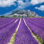 Blühender Lavendel in Südfrankreich