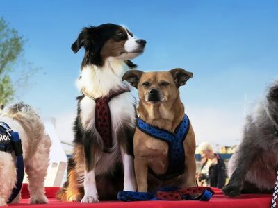 4 Hunde auf einem Flusskreuzfahrtschiff